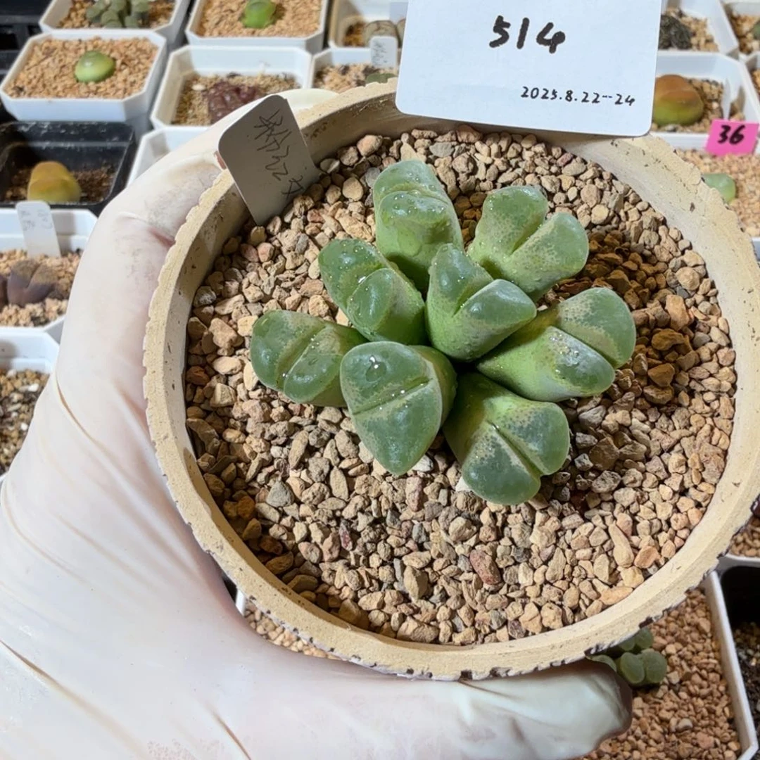 丁***加多肉多肉多肉8.24-514