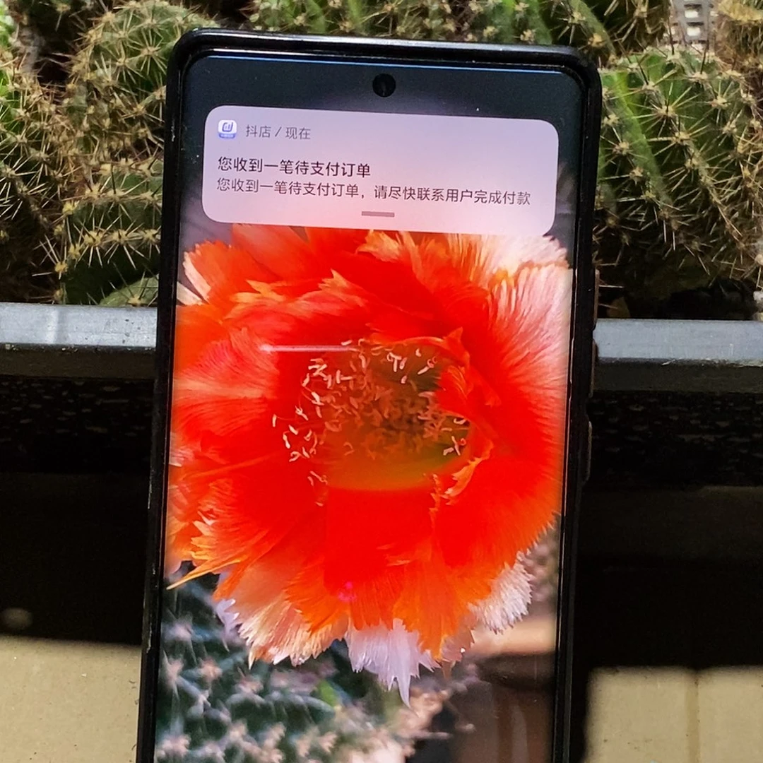 彩 魔羽侧芽歪20包邮/5公分