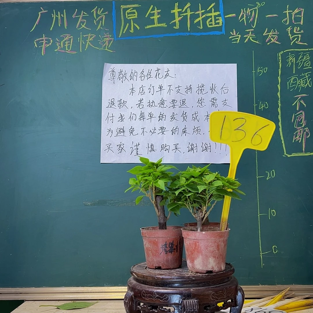 当前无花栽培后可以开花塔橙 塔黄 塔紫（掌中宝）136