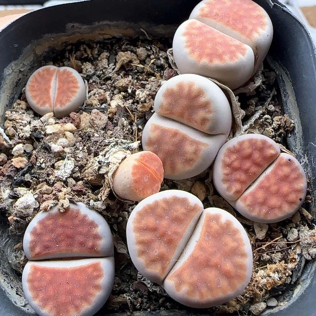 开播福利来啦39935