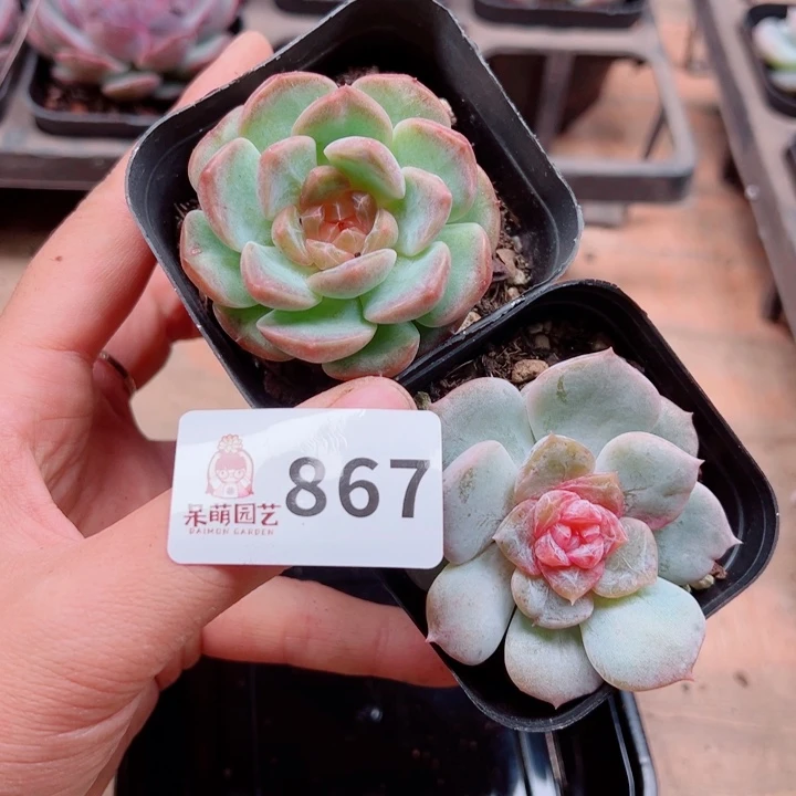多肉植物多肉植物