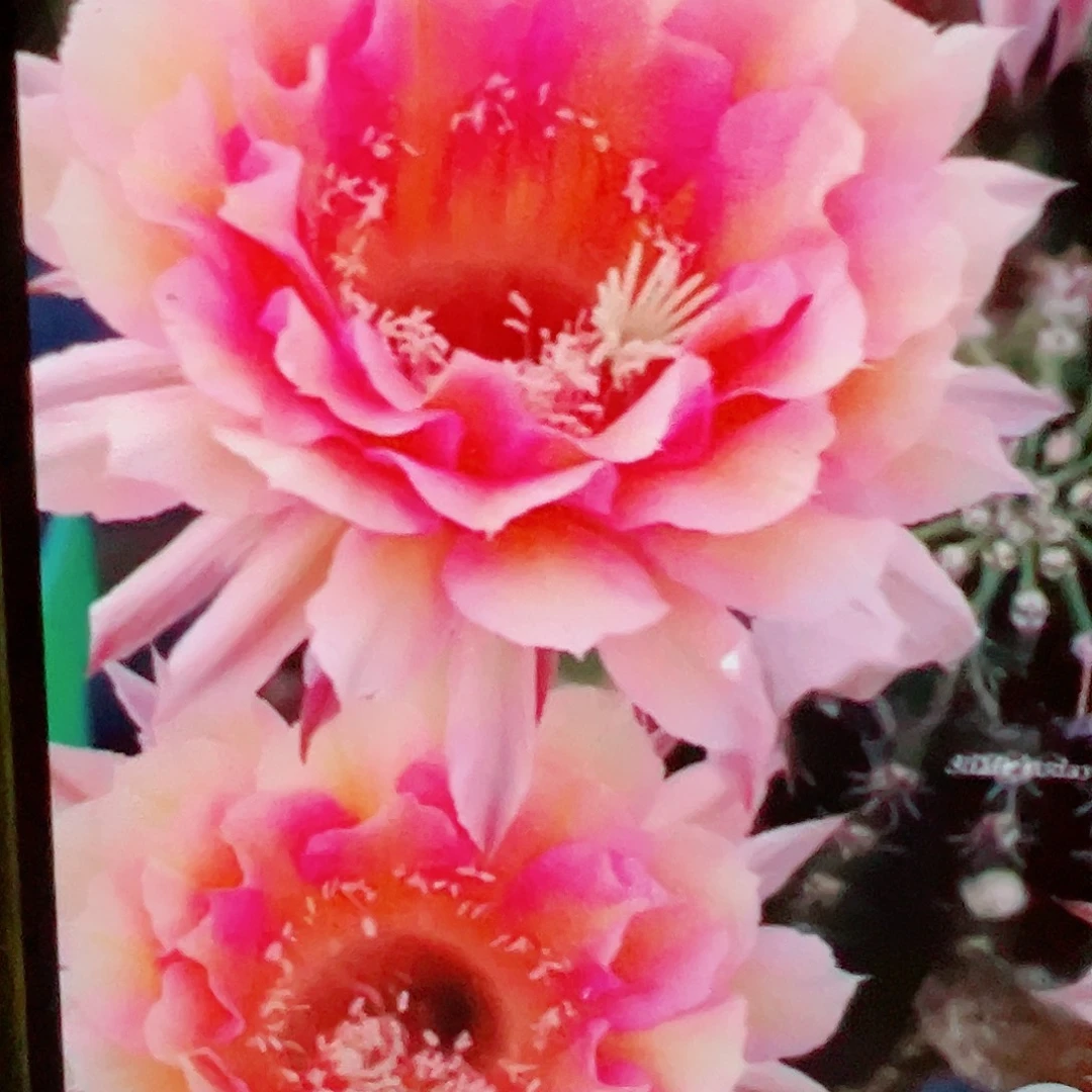 彩草 水仙006侧芽 满 20包邮