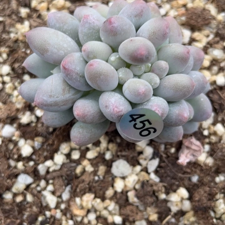 3***冰溜溜球缀化多肉植物