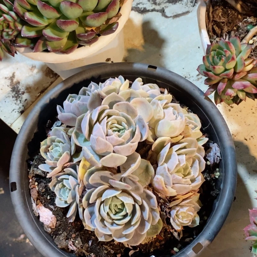 【闪购商品】蓝色惊喜0533