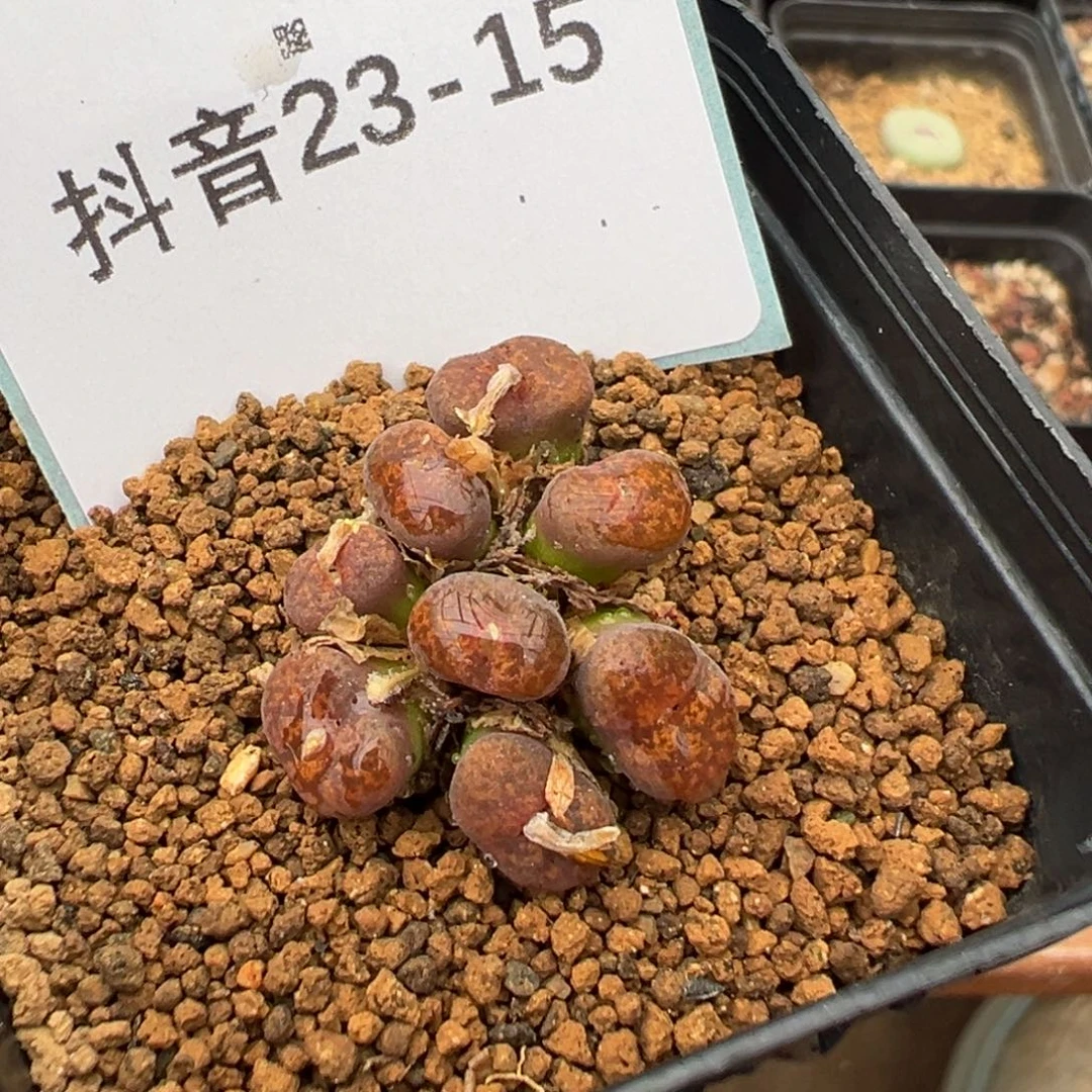 y***i23-15肉锥多肉植物