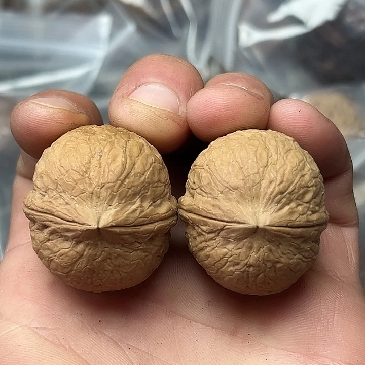 核桃47号金蟒 35尺