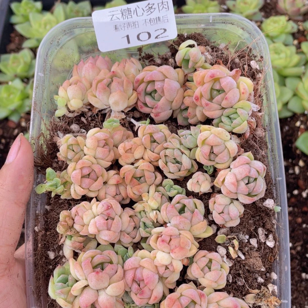 云糖心多肉植物102