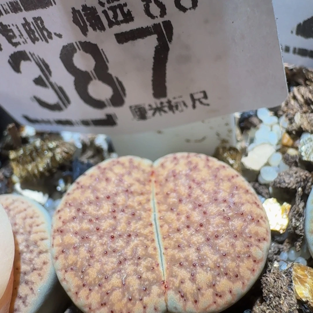 Ssss精品生石花387