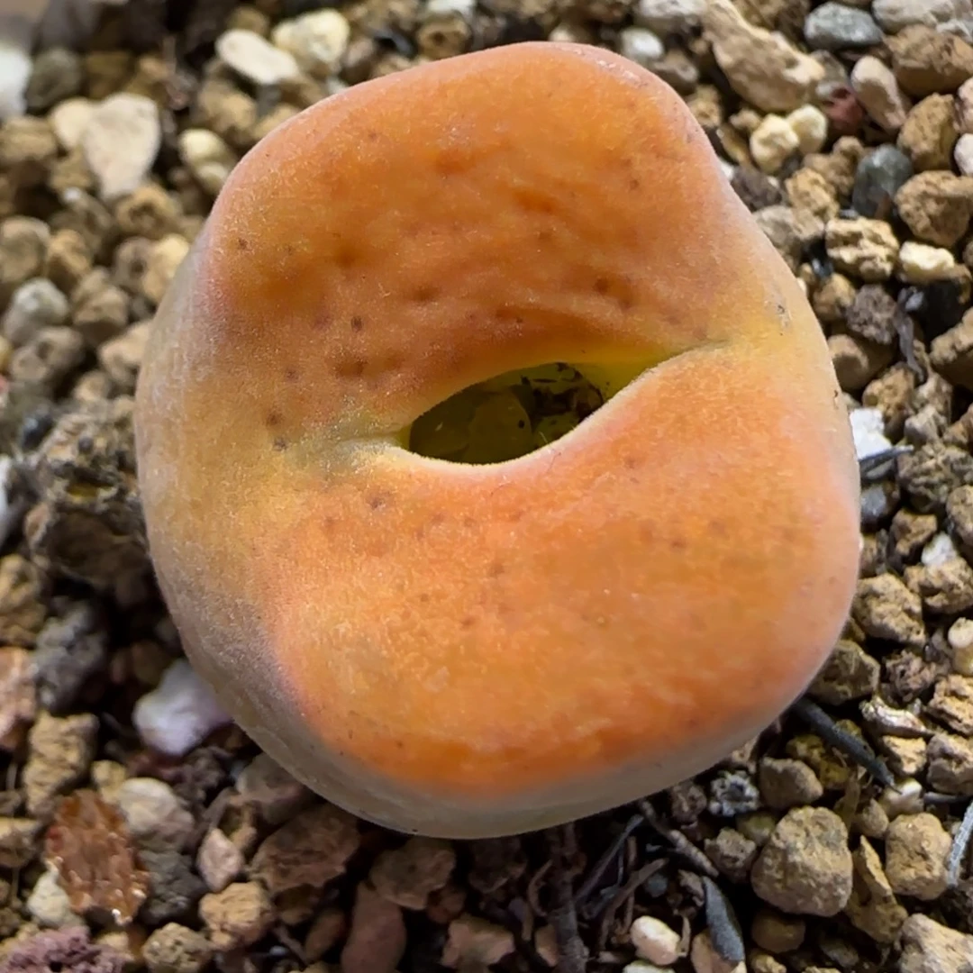 11.1。    1801.1。  2011