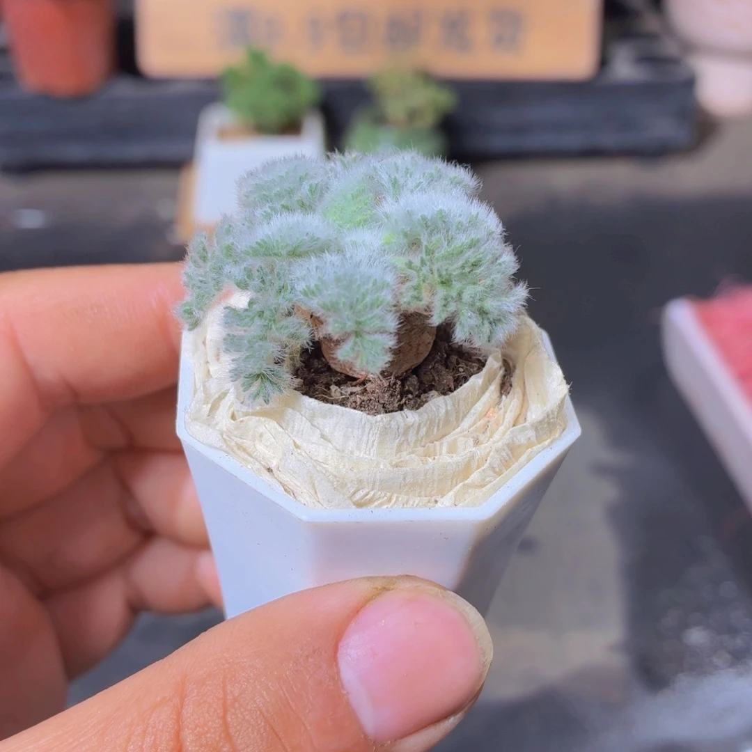 羽叶杨奎多肉9.9包邮发货