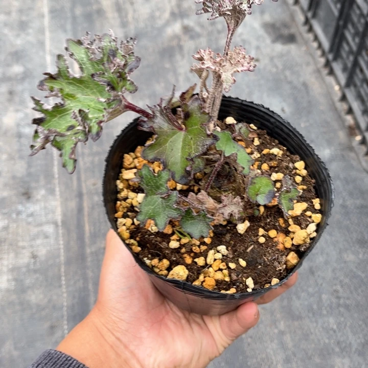 山野草草那**人山野草