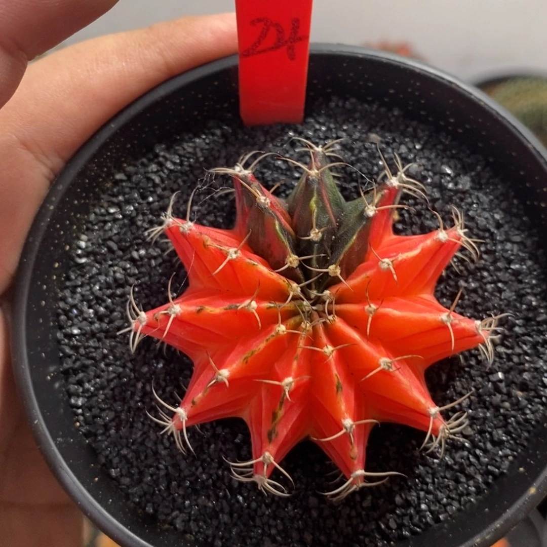 精品米哈—带盆土发货34