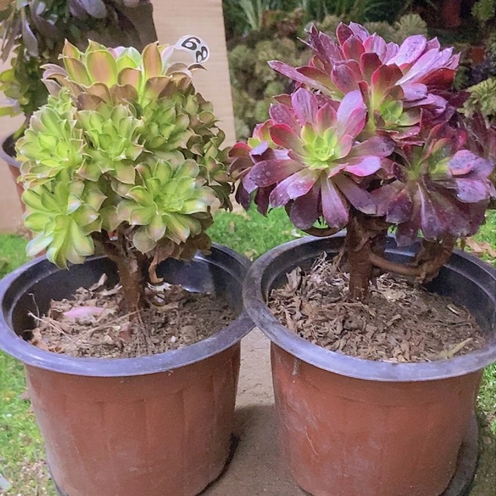 689两个老庄朵朵特价不周正