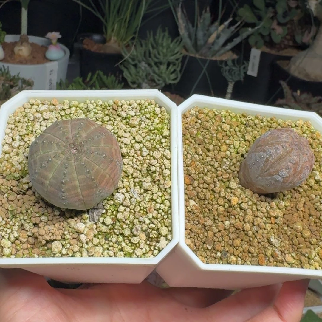 欧系布纹球一物一拍多肉