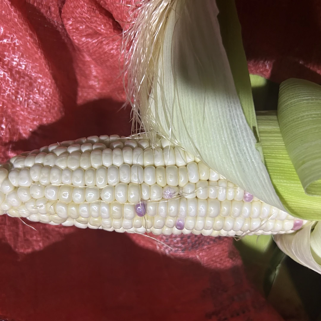 山里妹家自种糯甜玉米