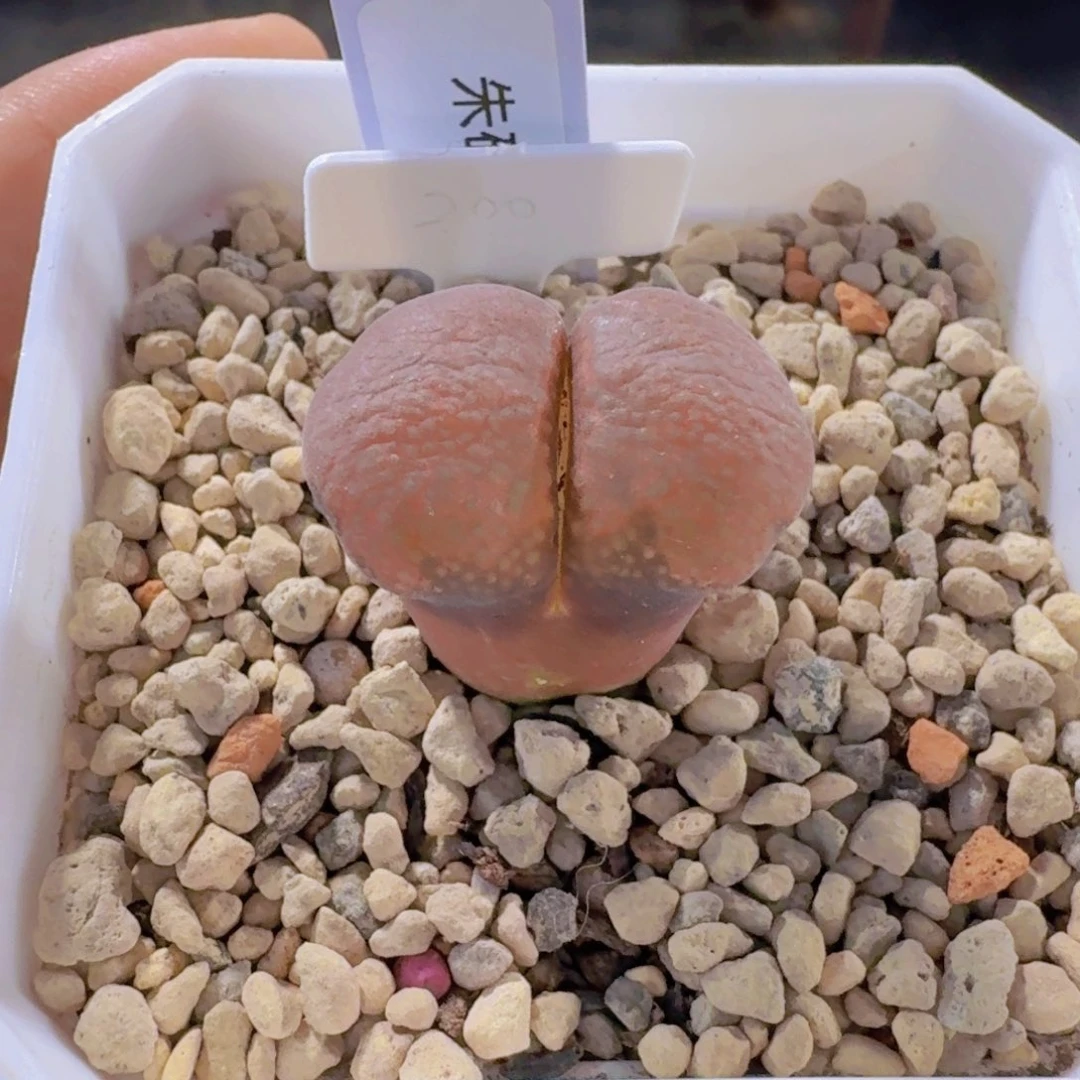 朱砂风铃 9-19-L43。