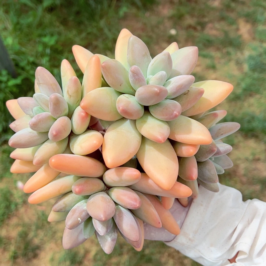 果***妈企鹅群发货的的的