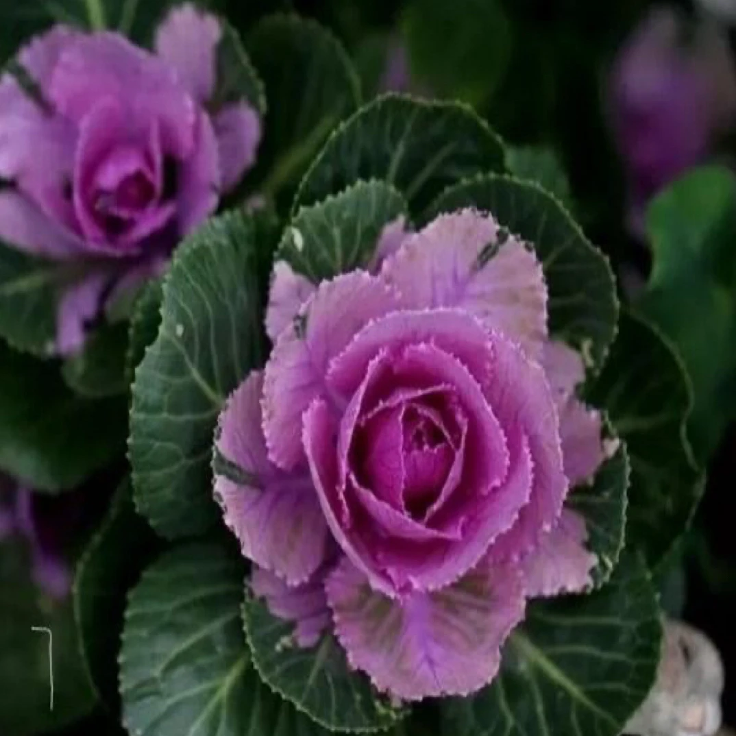 重瓣雨衣甘蓝大岩桐室内阳台客厅盆栽植物芙蓉花