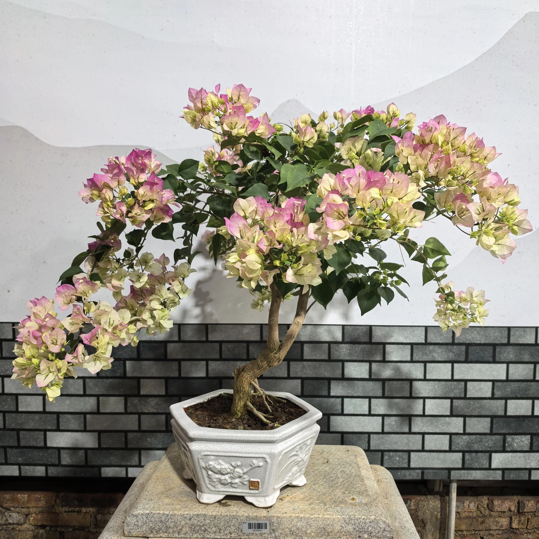 【艺景园花花公子专用】飘枝绿樱造型盆景原生老桩好养勤花