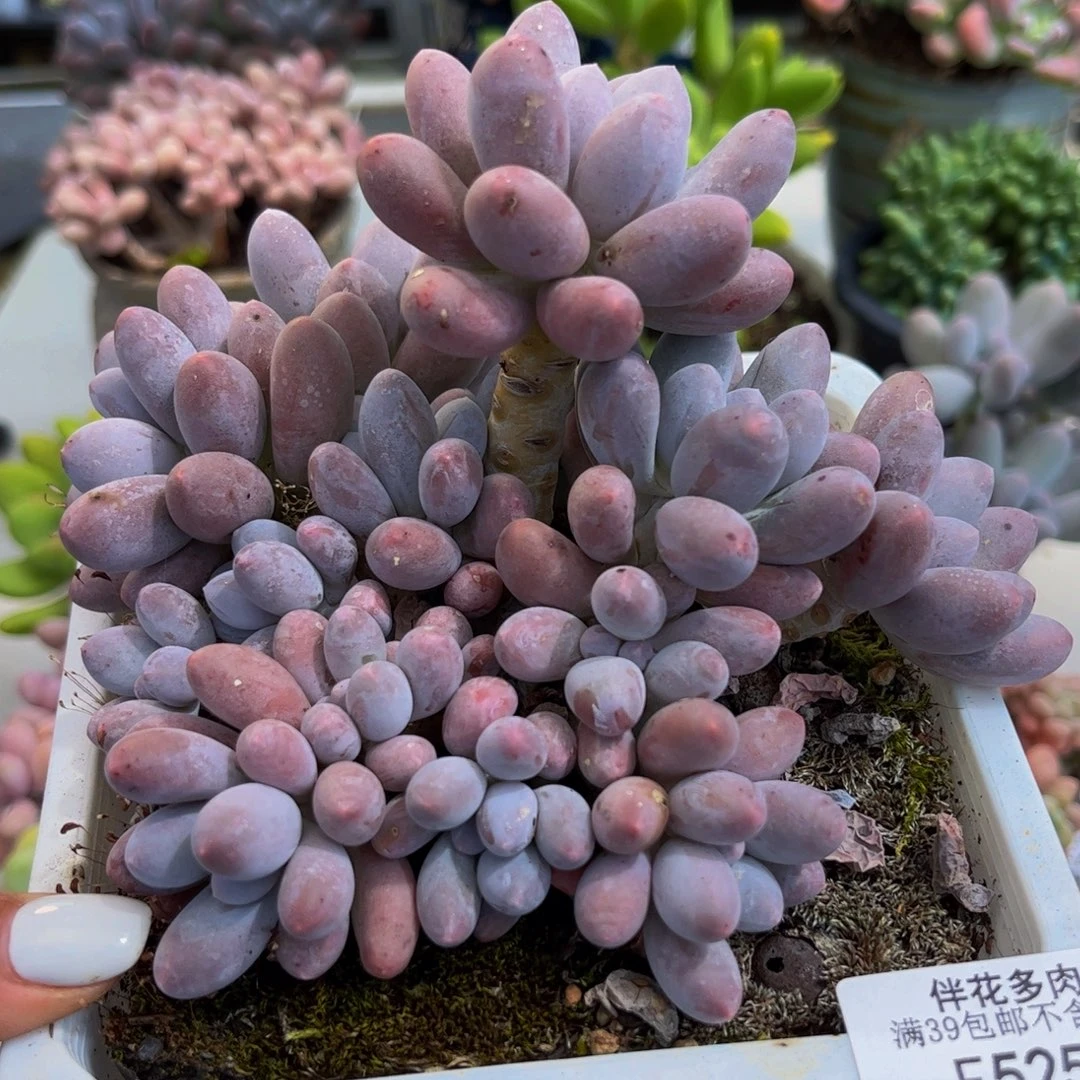 525-汤圆奶酪多肉12cm