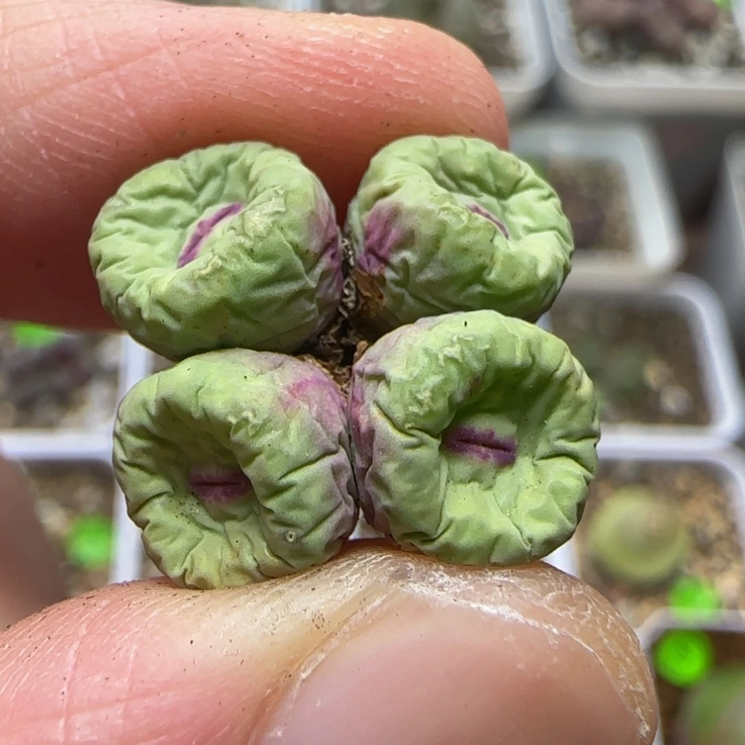 红嘴群多肉植物146