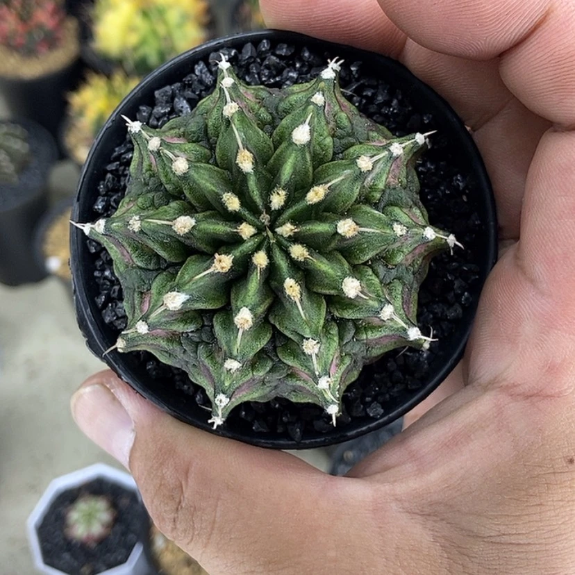 【闪购商品】豪臀肋骨海神0008