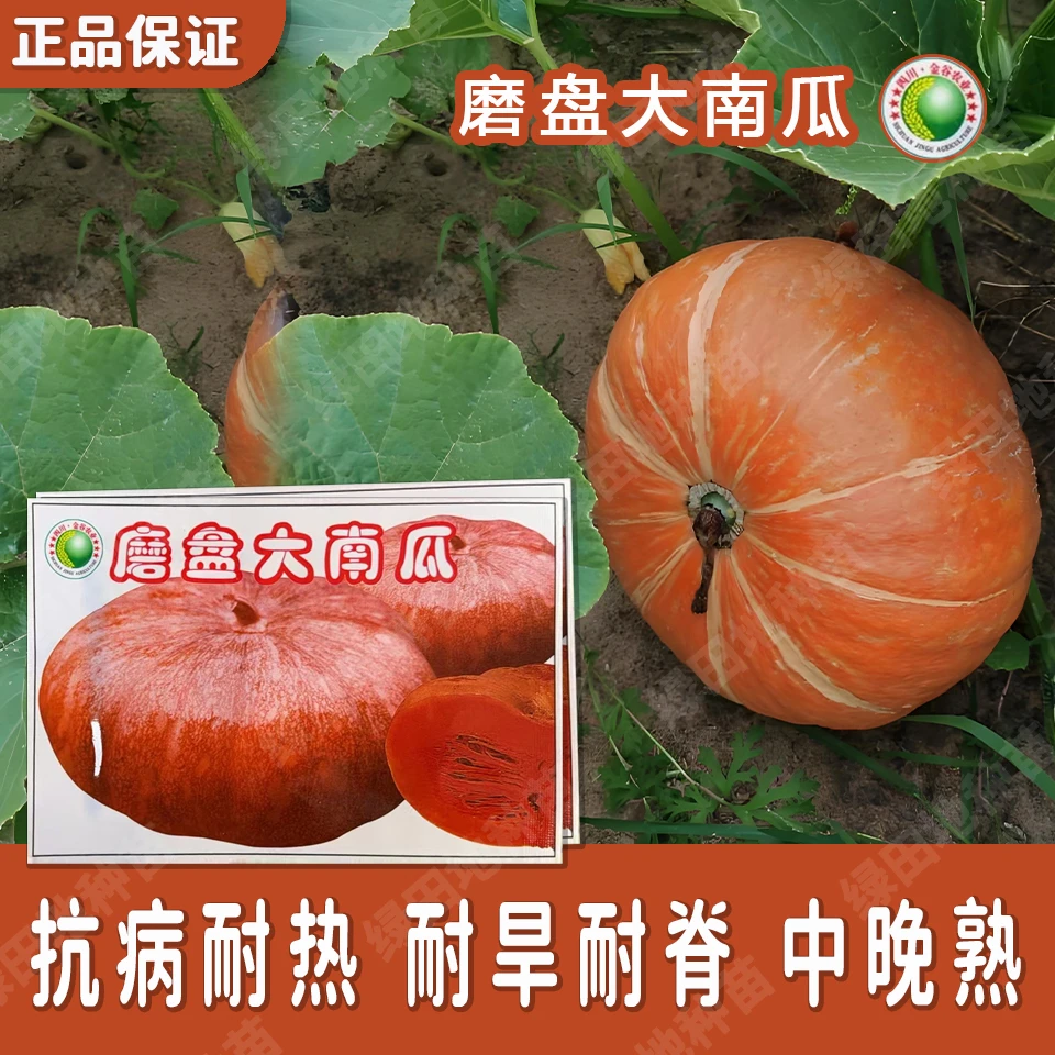 磨盘南瓜种子巨型南瓜种子大南瓜种高产耐热耐旱质面家庭蔬菜种子