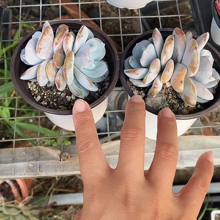 奶茶134578900990“k k j