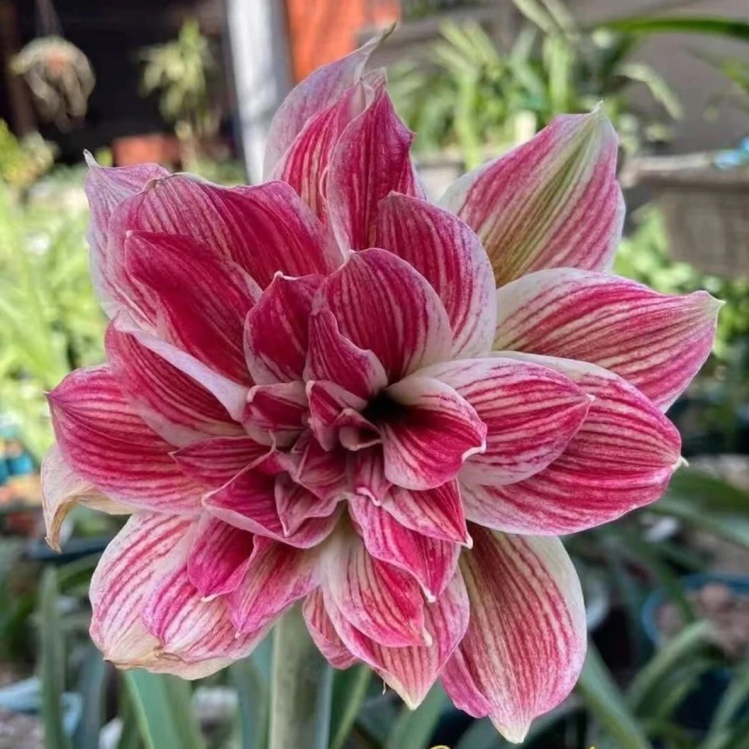 S孤挺花园 重瓣紫 裸球（可寄养）