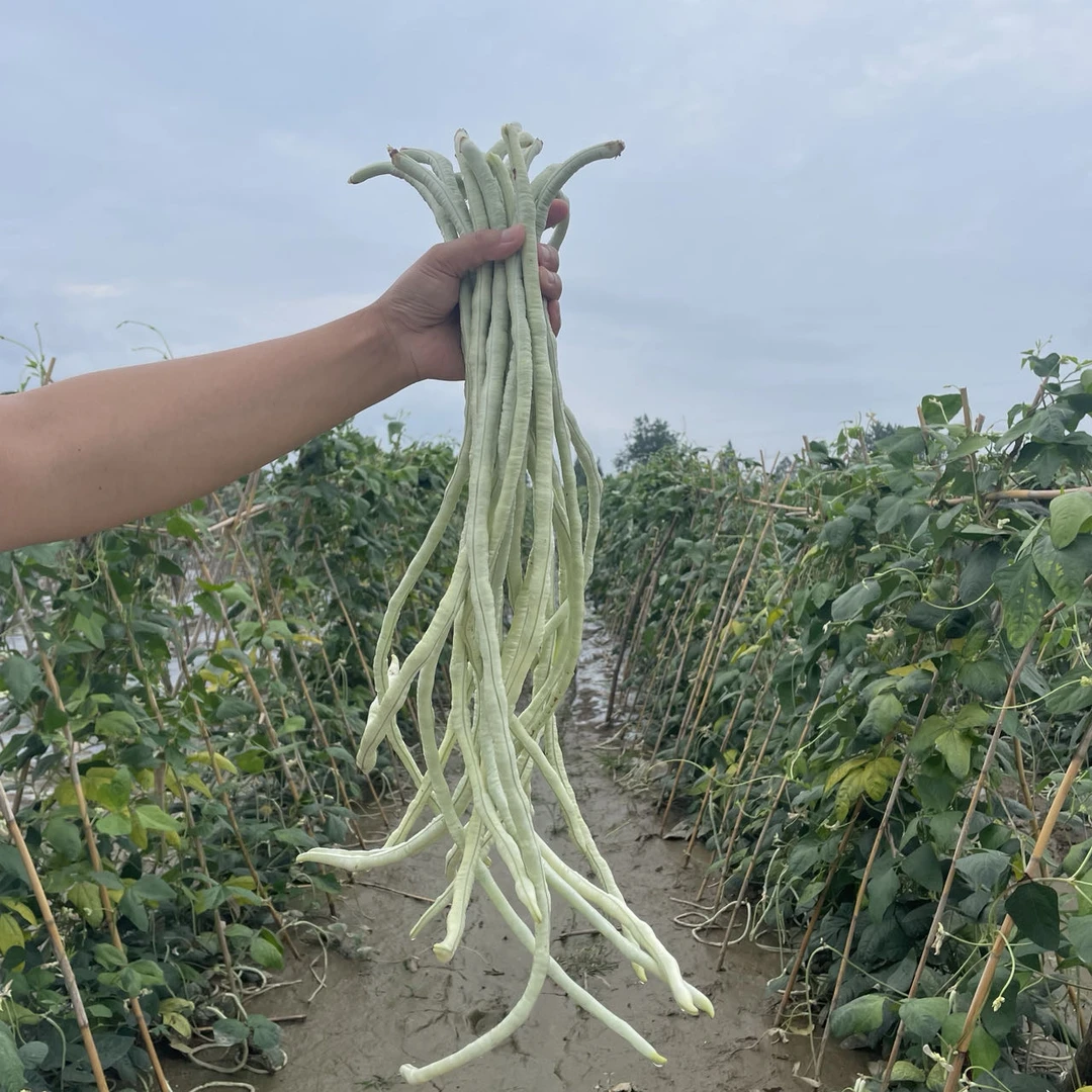 湖北农家自种长豆角正宗新鲜白豆角现摘现发豇豆角长豇豆