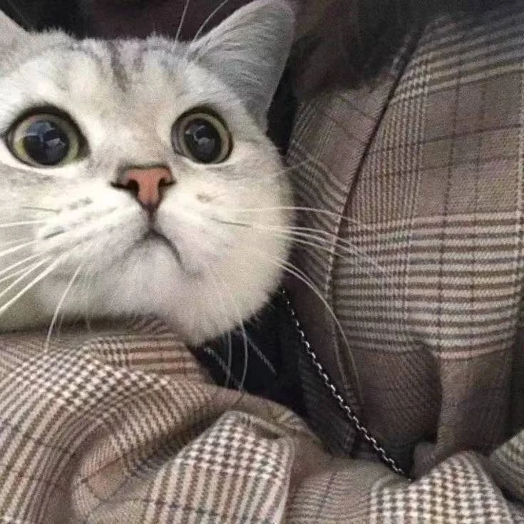《张先生的猫舍》精品宠物活体全款链接