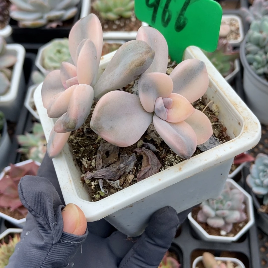 966紫乐锦多肉植物多肉