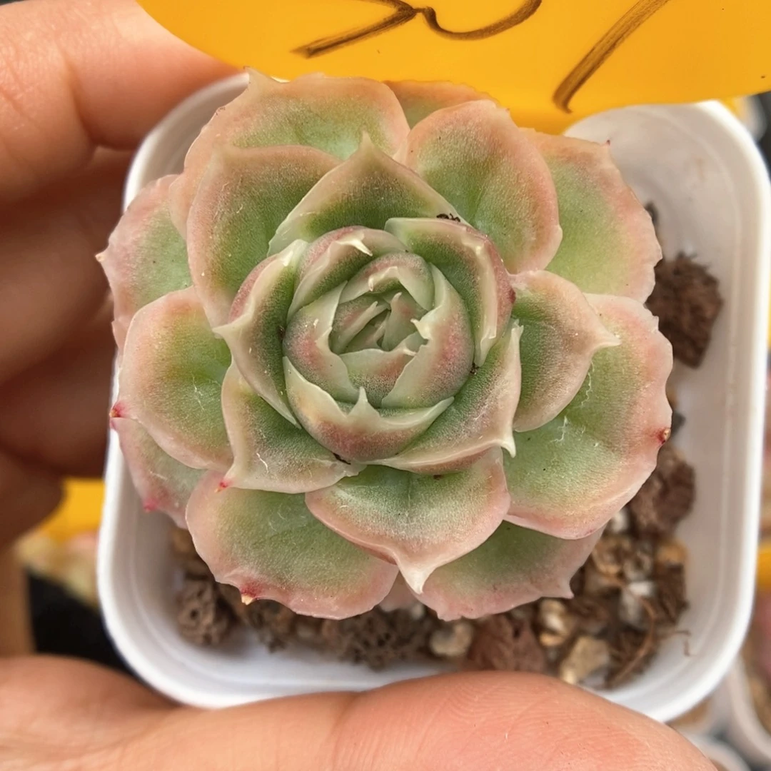 水晶虾饺307号。