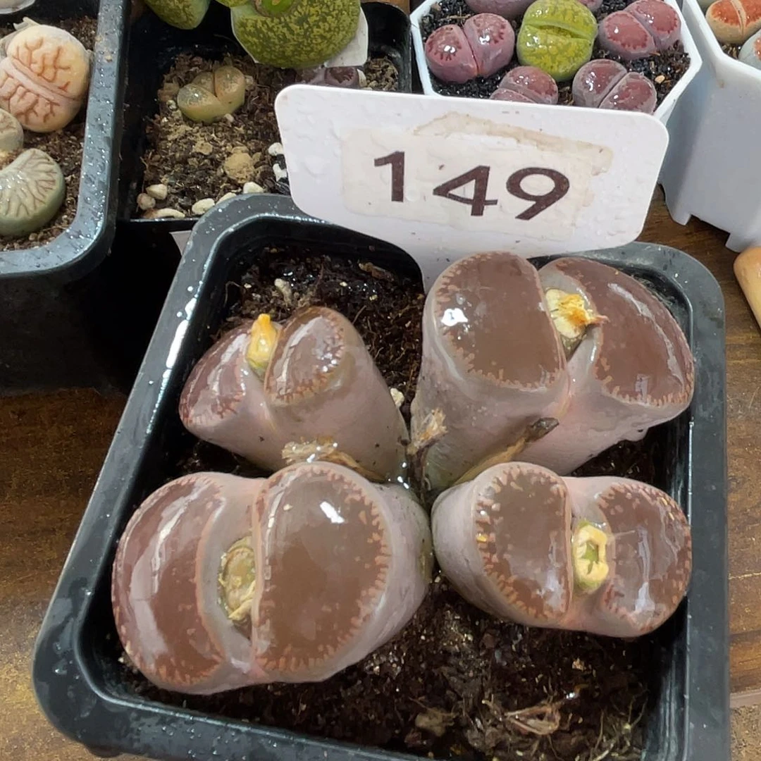 生石花一颗脱土发货149