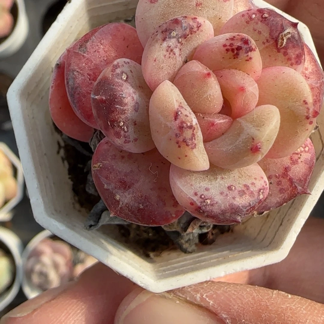 小卡拉米糖心一物一拍