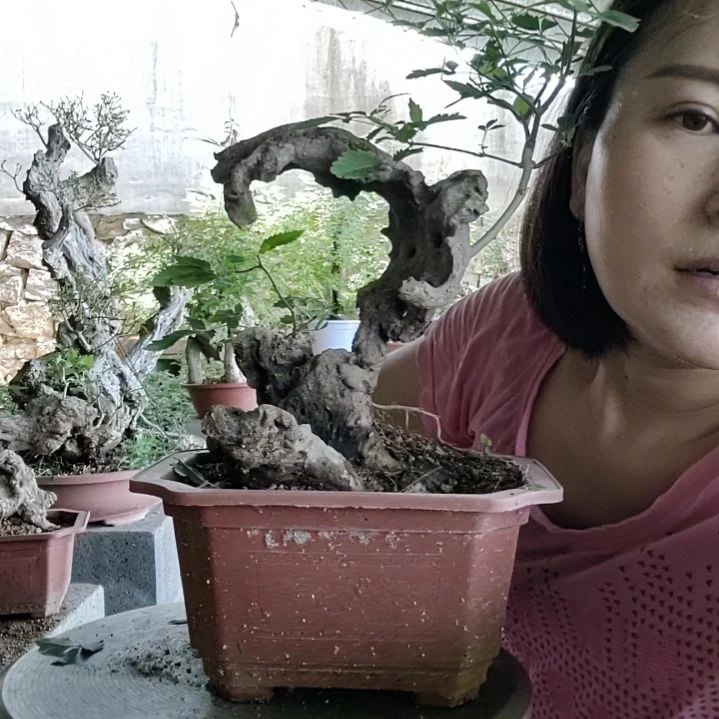 山***日无花朵脱盆脱土发货