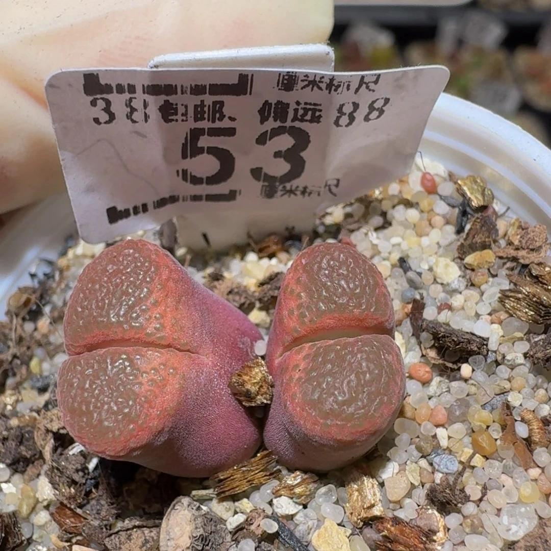 Ssss精品生石花53