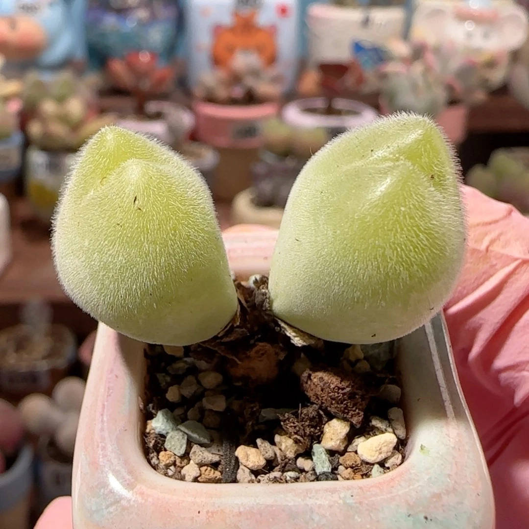 造型毛翠 盆口2.5cm