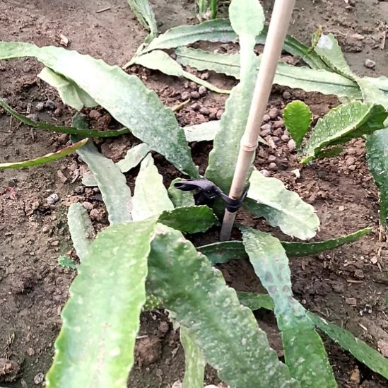 用***7完全开放令箭何花东北小粉