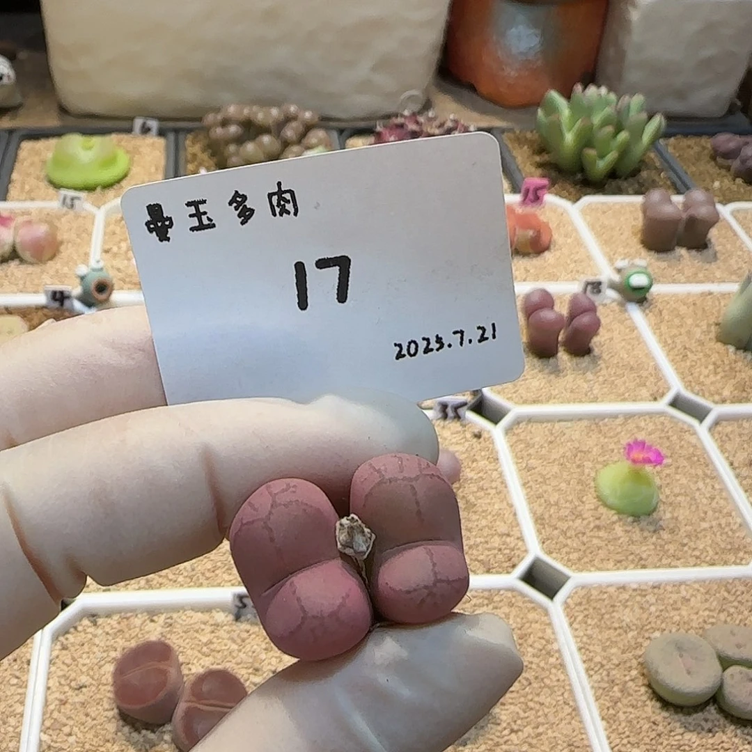 我***名多肉多肉多肉7.21-017