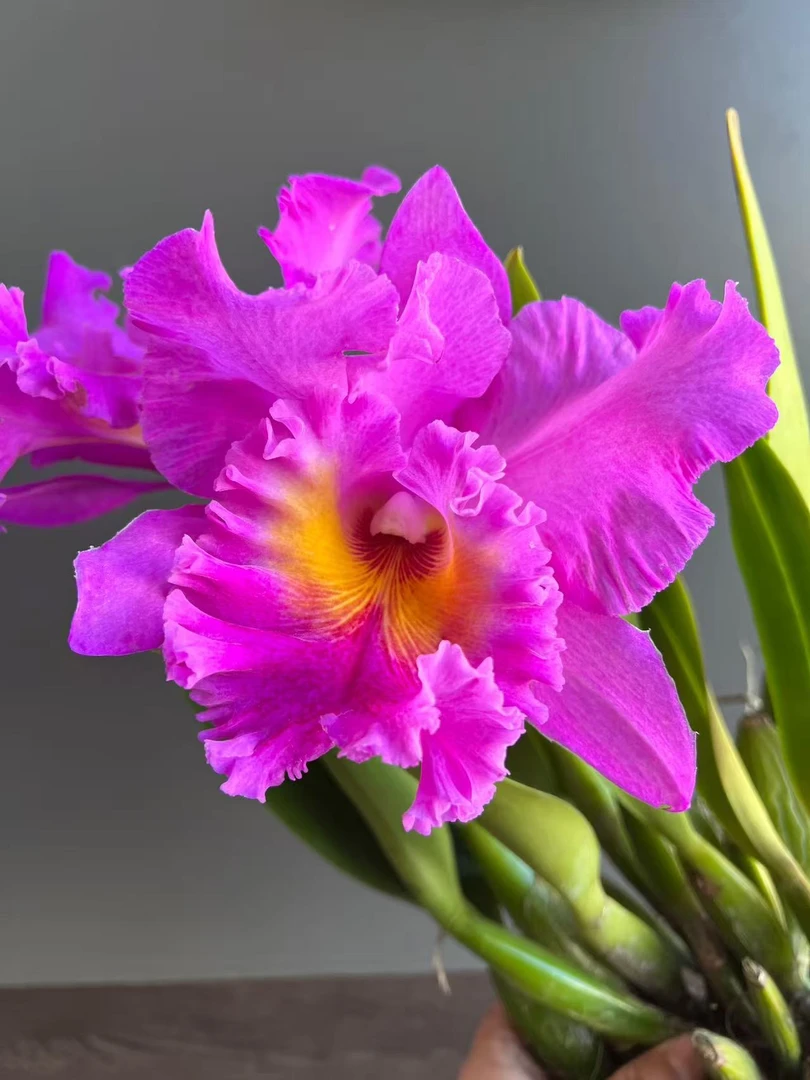 卡特兰混色好看好养兰草花兰花