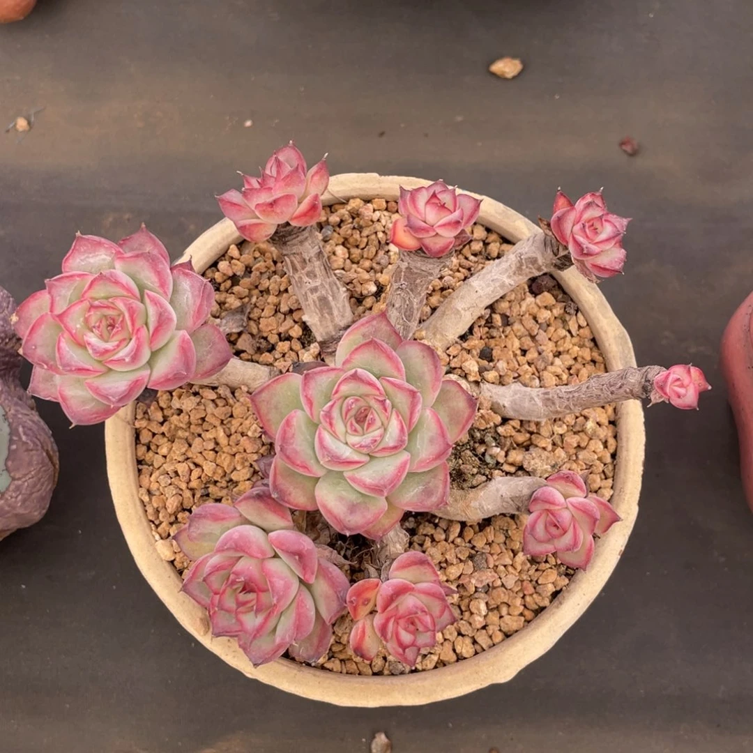 荷花整装无砍老桩