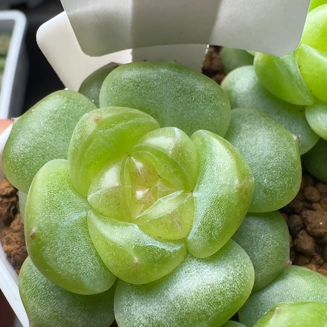 一物一拍一物一拍918-186