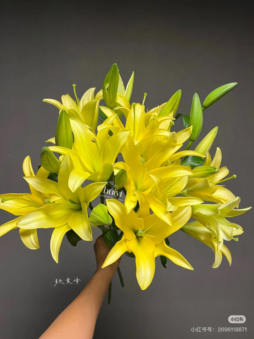 11号小黄蜂百合3头好花，我要买我不售后