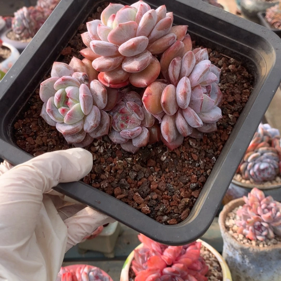 无花朵哈哈哈哈哈哈哈哈哈4