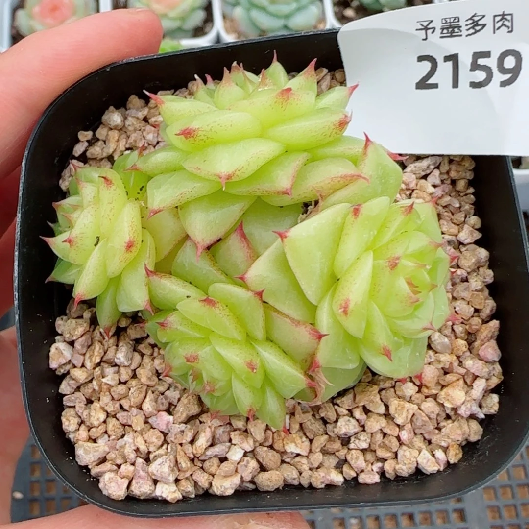绿波群，2159多肉植物