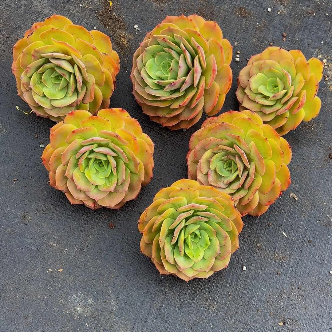 小小弟精品多肉白雪公主