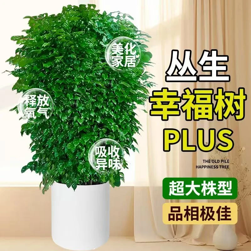 【顺丰快递】1.4~1.5米丛生绿宝幸福树室内大型落地摆放绿植