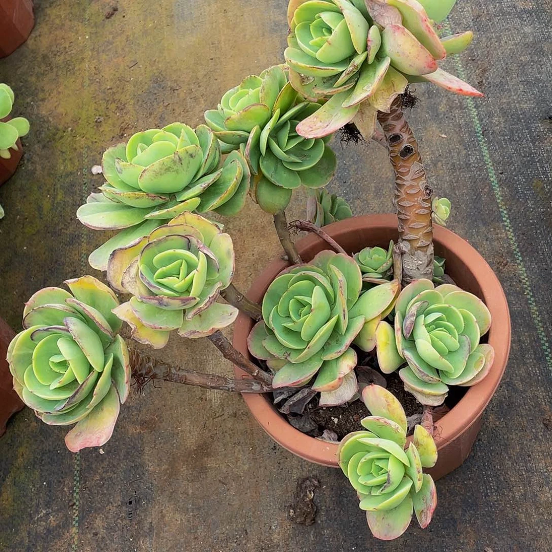 鸡蛋碧桃29.8多肉群生老桩，掉小头不售后