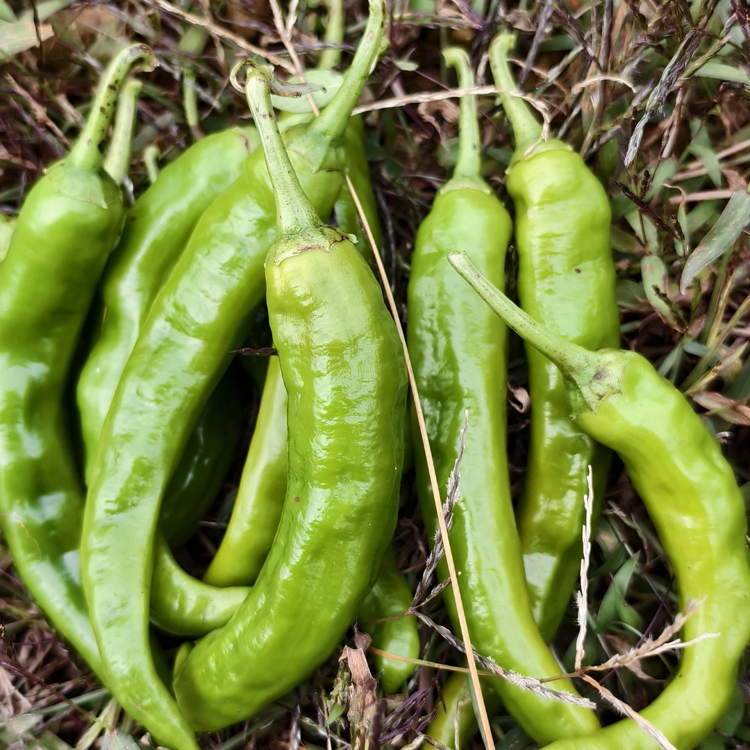 贵州本地秋辣椒薄皮辣椒农家自种现采现发香辣脆嫩青辣椒